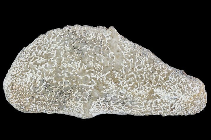 Polished Dinosaur Bone (Gembone) Section - Morocco #107109
